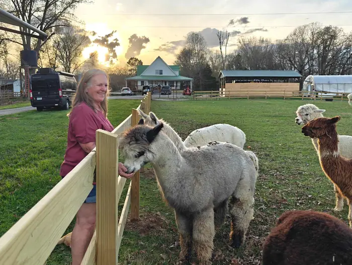 The pasture fence at sunset with the alpaca herd, the view from an on-farm site