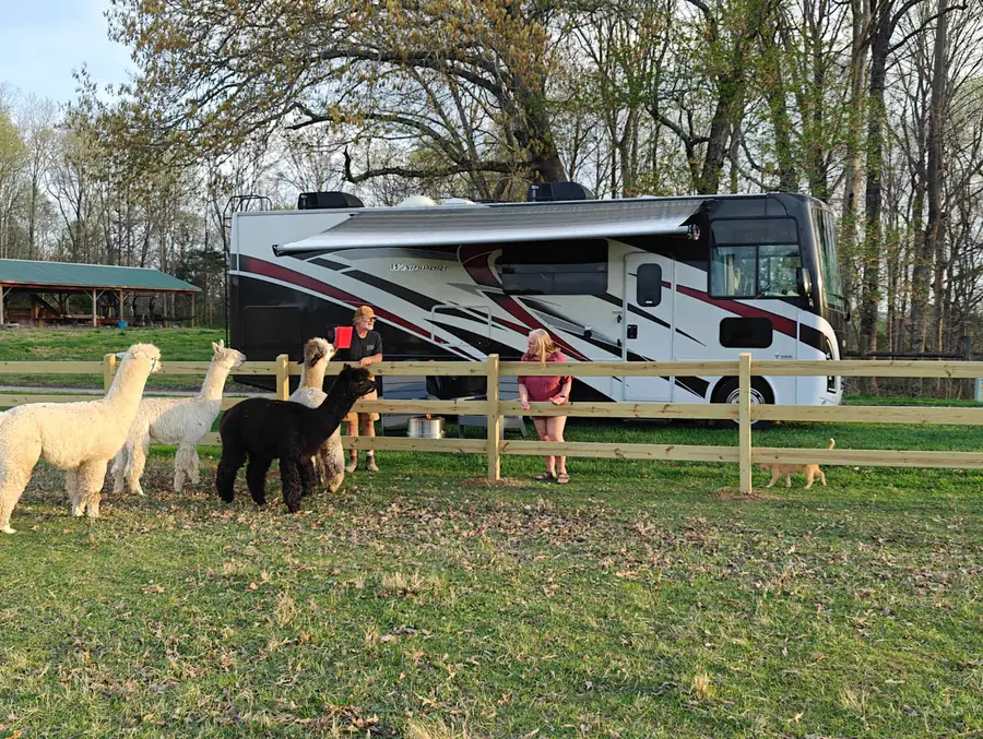 One of our motorhomes parked on the farm with the alpaca herd grazing in front of it