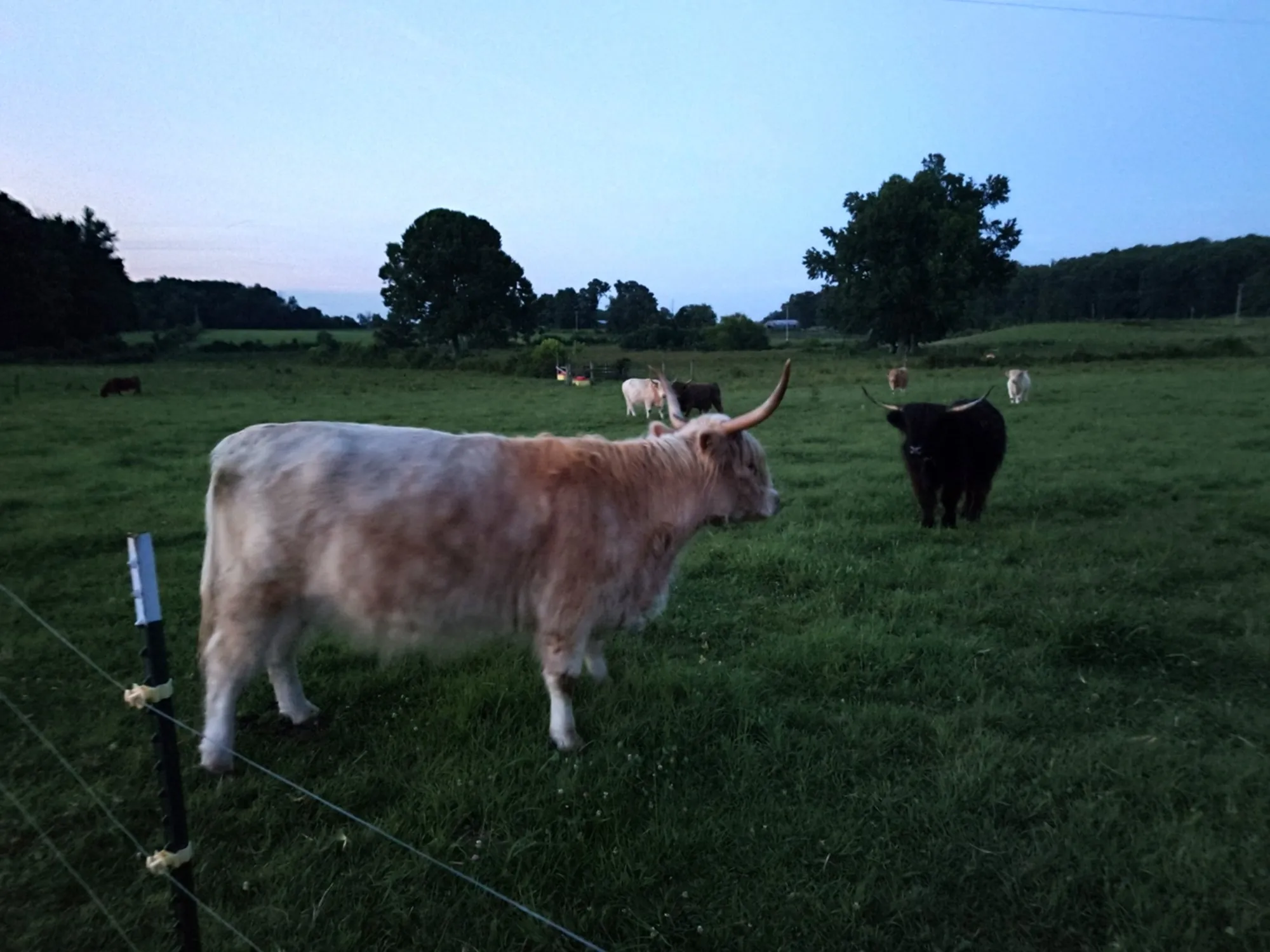Highland cattle grazing in the evening light beside the pasture fence