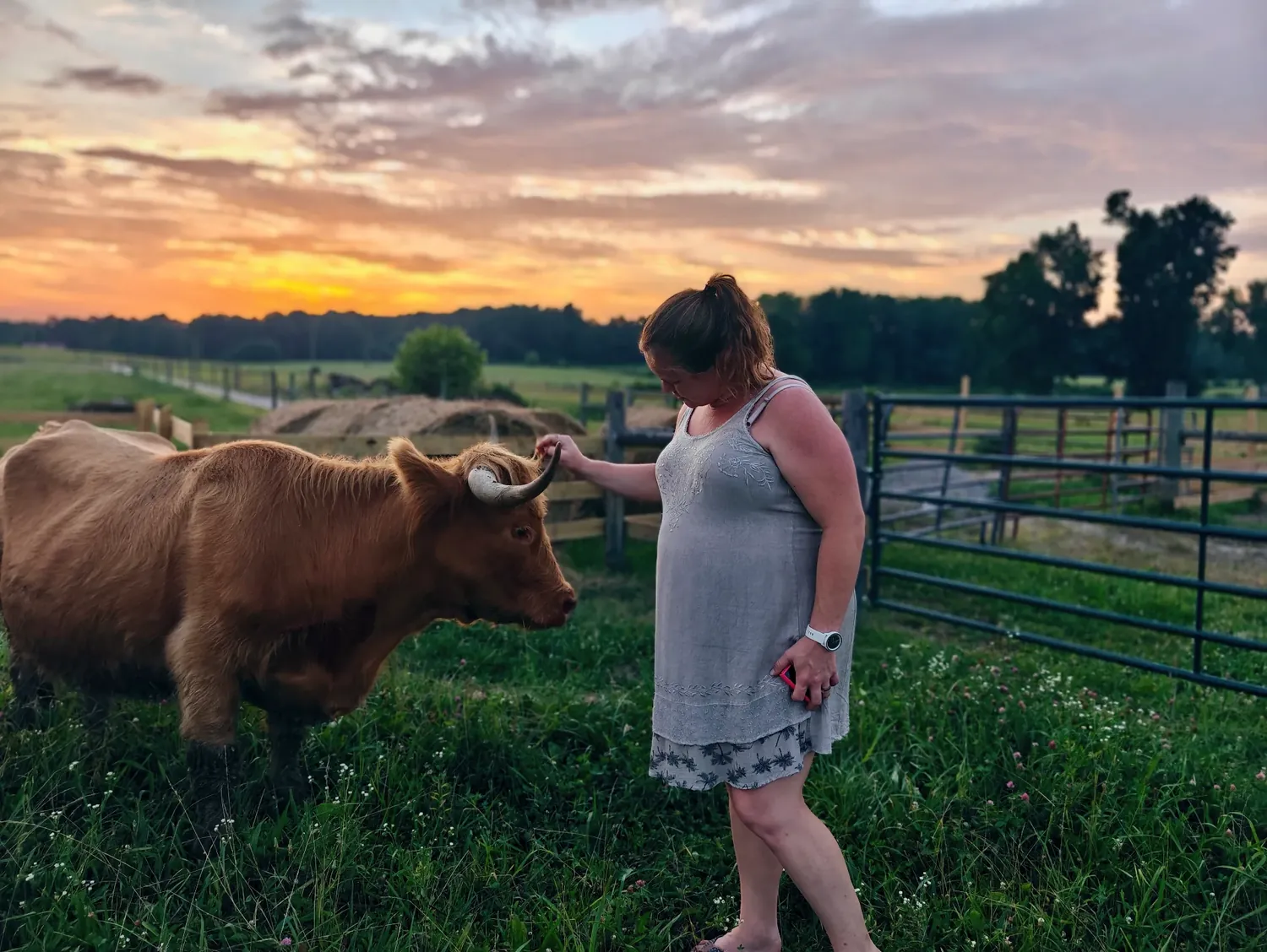 Highland cattle in the pasture at Tapestry Acres