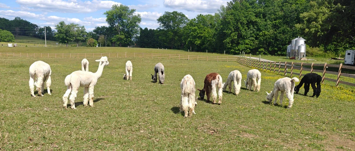 The alpaca herd grazing across the open pasture at Tapestry Acres