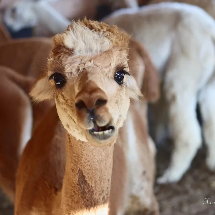 A friendly alpaca at Tapestry Acres