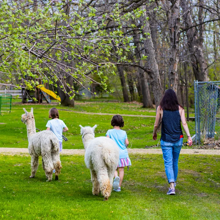 A family walking with alpacas at Tapestry Acres